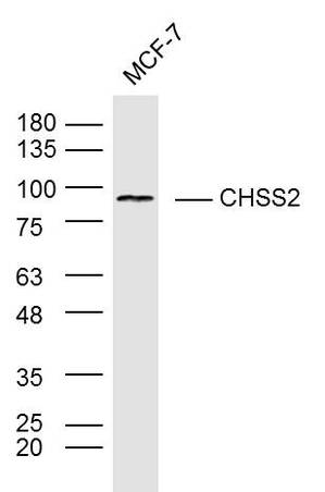 MCF-7 cell lysates probed with CHPF Polyclonal Antibody, Unconjugated (bs-13928R) at 1:300 in 4˚C overnight. Followed by conjugation to secondary antibody (bs-0295G-HRP) at 1:5000 for 90min at 37˚C.