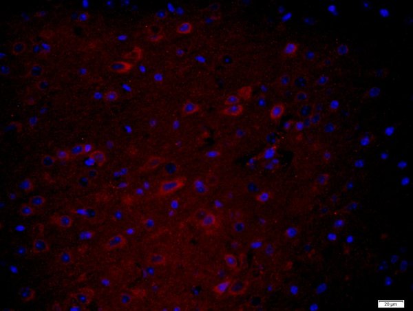 Paraformaldehyde-fixed, paraffin embedded mouse brain tissue; Antigen retrieval by boiling in sodium citrate buffer(pH6) for 15min; Block endogenous peroxidase by 3% hydrogen peroxide for 30 minutes; Blocking buffer (normal goat serum) at 37°C for 20min; Antibody incubation with Rabbit Anti-HEG1 Polyclonal Antibody, Unconjugated (bs-15449R) at 1:400 overnight at 4°C, followed by a biotin conjugated secondary for 20 minutes at 37°C, followed by a conjugated streptavidin (bs-0437P-Cy3) at 1:500 for 40 minutes and DAPI staining of the nuclei
