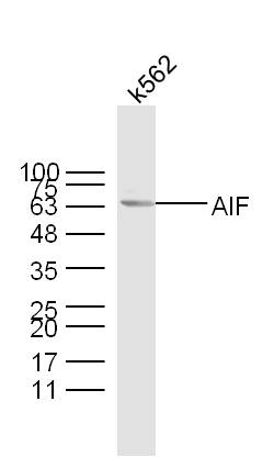 K562 lysates probed with AIF Polyclonal Antibody, unconjugated (bs-0037R) at 1:300 overnight at 4°C followed by a conjugated secondary antibody at 1:10000 for 60 minutes at 37°C.