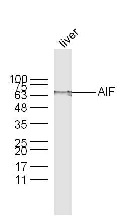 Mouse Liver lysates probed with AIF Polyclonal Antibody, unconjugated (bs-0037R) at 1:300 overnight at 4°C followed by a conjugated secondary antibody at 1:10000 for 60 minutes at 37°C.