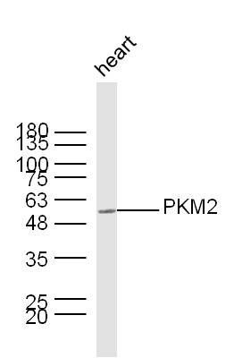 Mouse heart lysates probed with PKM2 Polyclonal Antibody, unconjugated (bs-0101R) at 1:300 overnight at 4\u00b0C followed by a conjugated secondary antibody at 1:10000 for 60 minutes at 37\u00b0C.