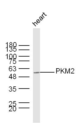 Mouse heart lysates probed with PKM2 Polyclonal Antibody, unconjugated (bs-0101R) at 1:300 overnight at 4°C followed by a conjugated secondary antibody at 1:10000 for 60 minutes at 37°C.