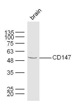 Mouse brain lysates probed with CD147 Polyclonal Antibody, unconjugated (bs-0684R) at 1:300 overnight at 4°C followed by a conjugated secondary antibody at 1:10000 for 60 minutes at 37°C.