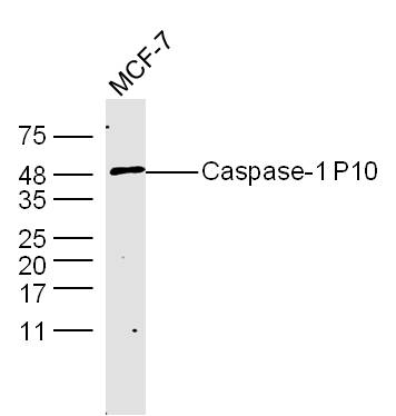 MCF-7 Cells lysates probed with Caspase-1 P10 Polyclonal Antibody, unconjugated (bs-0169R) at 1:300 overnight at 4\u00b0C followed by a conjugated secondary antibody at 1:10000 for 60 minutes at 37\u00b0C.