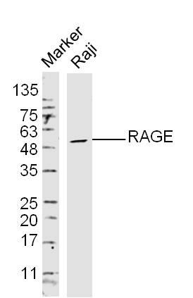 Raji Cells lysates probed with RAGE Polyclonal Antibody, unconjugated (bs-0177R) at 1:300 overnight at 4\u00b0C followed by a conjugated secondary antibody at 1:10000 for 60 minutes at 37\u00b0C.