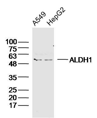 Human A549 and HepG2 cells probed with ALDH1 Polyclonal Antibody, unconjugated (bs-10162R) at 1:300 overnight at 4°C followed by a conjugated secondary antibody at 1:20000 for 60 minutes at 37°C.