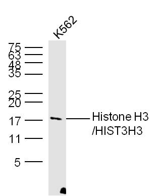 K562 Cell lysates probed with Histone H3 Polyclonal Antibody, unconjugated (bs-0349R) at 1:300 overnight at 4\u00b0C followed by a conjugated secondary antibody at 1:10000 for 60 minutes at 37\u00b0C.
