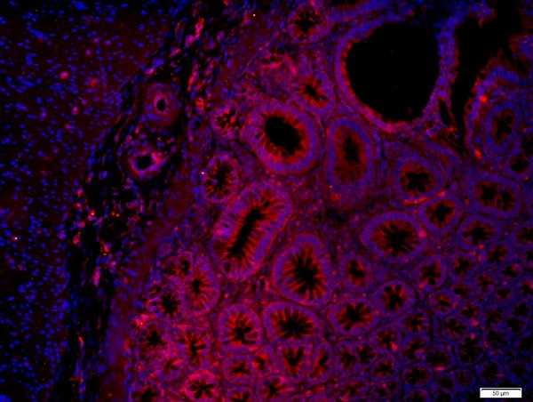 Paraformaldehyde-fixed, paraffin embedded mouse intestines; Antigen retrieval by boiling in sodium citrate buffer (pH6) for 15min; Block endogenous peroxidase by 3% hydrogen peroxide for 20 minutes; Blocking buffer (normal goat serum) at 37°C for 30min; Antibody incubation with (Layilin) Polyclonal Antibody, Unconjugated (bs-4629R) at 1:400 overnight at 4°C, followed by a conjugated secondary (Goat Anti-rabbit IgG/Bio) for 20minutes at 37°C, followed by a conjugated streptavidin for 40 minutes and DAPI staining of the nuclei.