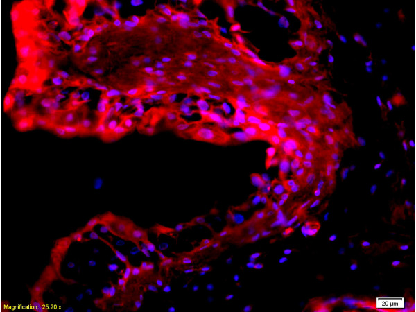 Formalin-fixed and paraffin embedded rabbit bladder tissue labeled with Rabbit Anti-EpCAM/CD326 Polyclonal Antibody (bs-0593R), Unconjugated at 1:200 followed by conjugation to the secondary antibody and DAB staining.