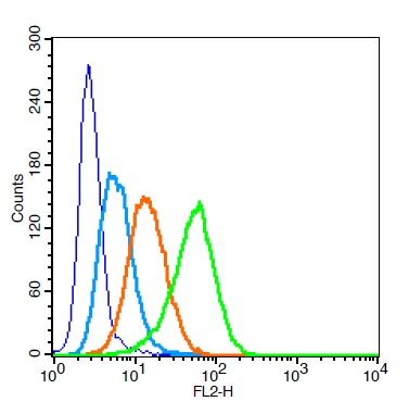 Human U937 cells probed with LAMP2 Polyclonal Antibody, Unconjugated (bs-2379R)  at 1:100 for 30 minutes followed by incubation with a PE Conjugated secondary (green) for 30 minutes compared to control cells (blue), secondary only (light blue) and isotype control (orange).
