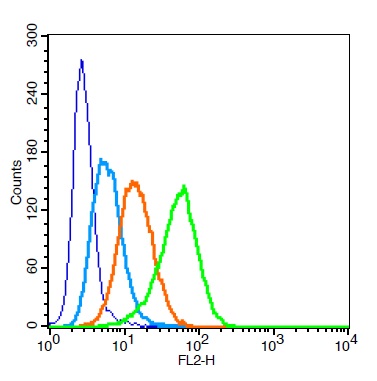 Human U937 cells probed with LAMP2 Polyclonal Antibody, Unconjugated (bs-2379R) at 1:100 for 30 minutes followed by incubation with a PE Conjugated secondary (green) for 30 minutes compared to control cells (blue), secondary only (light blue) and isotype control (orange).