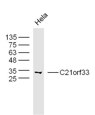 Human hela cells probed with C21orf33 Polyclonal Antibody, unconjugated (bs-15124R) at 1:300 overnight at 4°C followed by a conjugated secondary antibody at 1:10000 for 90 minutes at 37°C.