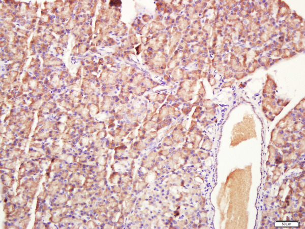Paraformaldehyde-fixed, paraffin embedded rat pancreas; Antigen retrieval by boiling in sodium citrate buffer (pH6.0) for 15min; Block endogenous peroxidase by 3% hydrogen peroxide for 20 minutes; Blocking buffer (normal goat serum) at 37°C for 30min; Antibody incubation with HEG1 Polyclonal Antibody, Unconjugated (bs-15449R) at 1:400 overnight at 4°C, followed by a conjugated secondary for 20 minutes and DAB staining.
