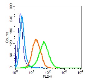Human U937 cells probed with CD101 Polyclonal Antibody, Unconjugated (bs-10727R) (green) at 1:100 for 30 minutes followed by a PE conjugated secondary antibody compared to unstained cells (blue), secondary only (light blue), and isotype control (orange).