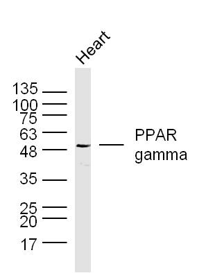 Sheep heart lysates probed with PPAR gamma Polyclonal Antibody, unconjugated (bs-0530R) at 1:300 overnight at 4°C followed by a conjugated secondary antibody at 1:10000 for 90 minutes at 37°C.