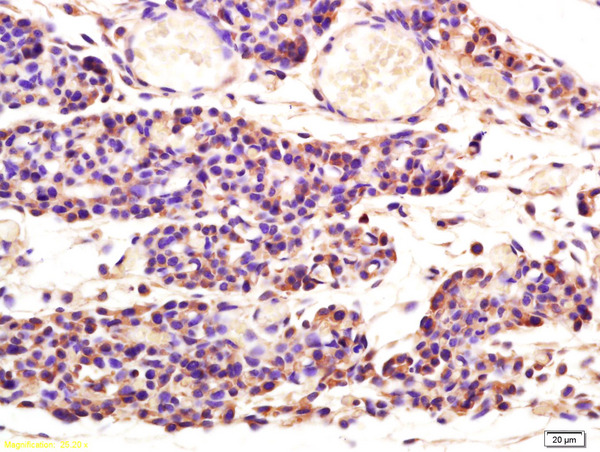 Formalin-fixed and paraffin embedded mouse embryo labeled with Rabbit Anti Aspartate Aminotransferase Polyclonal Antibody, Unconjugated (bs-3977R) at 1:200 followed by conjugation to the secondary antibody and DAB staining