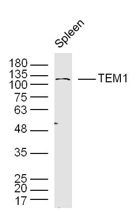 Mouse spleen lysates probed with TEM1 Polyclonal Antibody, unconjugated (bs-2101R) at 1:300 overnight at 4°C followed by a conjugated secondary antibody at 1:10000 for 90 minutes at 37°C.