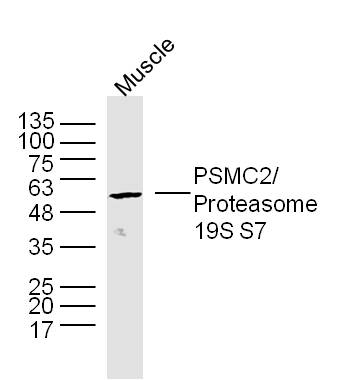 Mouse muscle lysates probed with Proteasome 19S S7 Polyclonal Antibody, unconjugated (bs-9349R) at 1:300 overnight at 4°C followed by a conjugated secondary antibody at 1:10000 for 90 minutes at 37°C.