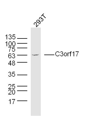 Human 293T cells probed with C3orf17 Polyclonal Antibody, unconjugated (bs-9824R) at 1:300 overnight at 4°C followed by a conjugated secondary antibody at 1:10000 for 90 minutes at 37°C.