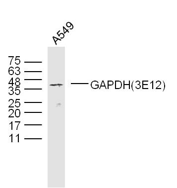Human A549 cells probed with GAPDH(3E12) Polyclonal Antibody, unconjugated (bsm-0978M) at 1:300 overnight at 4\u00b0C followed by a conjugated secondary antibody at 1:10000 for 90 minutes at 37\u00b0C.