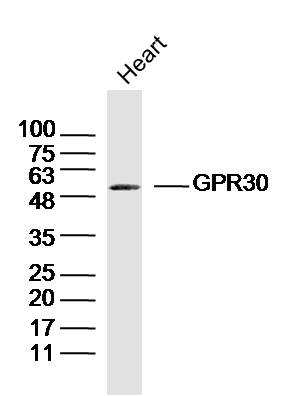 Mouse heart lysates probed with GPR30 Polyclonal Antibody, unconjugated (bs-1380R) at 1:300 overnight at 4\u00b0C followed by a conjugated secondary antibody at 1:10000 for 90 minutes at 37\u00b0C.