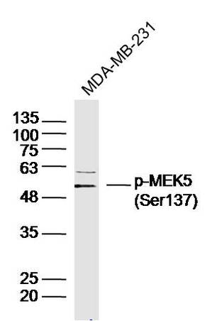 Human MDA-MB-231 cells probed with MEK5(Ser137) Polyclonal Antibody, unconjugated (bs-5432R) at 1:300 overnight at 4°C followed by a conjugated secondary antibody at 1:10000 for 90 minutes at 37°C.