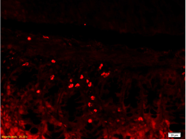 Formalin-fixed and paraffin embedded mouse kidney tissue labeled with Rabbit Anti-L-Selectin/CD62L Polyclonal Antibody (bs-1036R), Unconjugated 1:200 followed by conjugation to the secondary antibody and DAB staining
