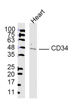 Mouse heart lysates probed with CD34 Polyclonal Antibody, unconjugated (bs-0646R) at 1:300 overnight at 4°C followed by a conjugated secondary antibody at 1:10000 for 90 minutes at 37°C.
