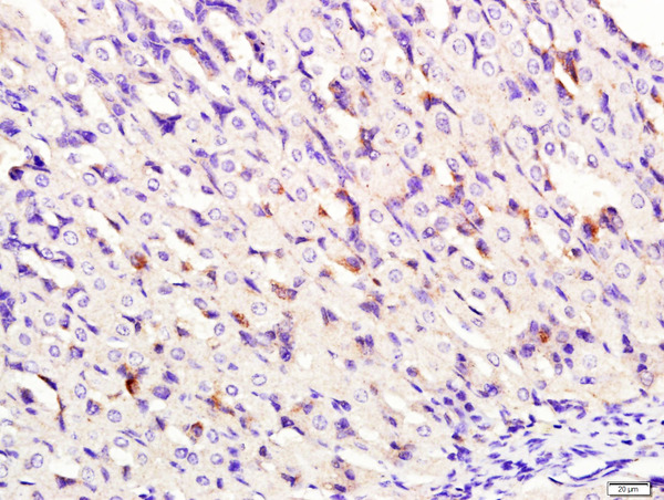 Paraformaldehyde-fixed, paraffin embedded mouse stomach tissue; Antigen retrieval by boiling in sodium citrate buffer(pH6) for 15min; Block endogenous peroxidase by 3% hydrogen peroxide for 30 minutes; Blocking buffer (normal goat serum) at 37°C for 20min; Antibody incubation with Rabbit Anti-DNase II Polyclonal Antibody, Unconjugated (bs-7652R) at 1:400 overnight at 4°C, followed by a conjugated secondary and DAB staining\n