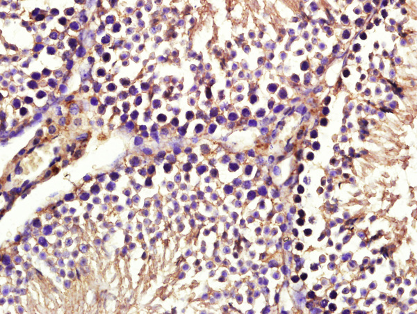 Paraformaldehyde-fixed, paraffin embedded mouse testis tissue; Antigen retrieval by boiling in sodium citrate buffer(pH6) for 15min; Block endogenous peroxidase by 3% hydrogen peroxide for 30 minutes; Blocking buffer (normal goat serum) at 37°C for 20min; Antibody incubation with Rabbit Anti-Aph-1b Polyclonal Antibody, Unconjugated (bs-11640R) at 1:400 overnight at 4°C, followed by a conjugated secondary and DAB staining