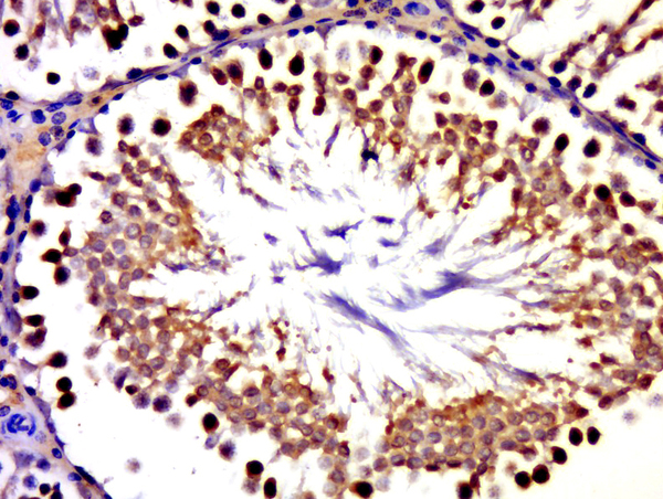 Paraformaldehyde-fixed, paraffin embedded rat testis; Antigen retrieval by boiling in sodium citrate buffer (pH6.0) for 15min; Block endogenous peroxidase by 3% hydrogen peroxide for 20 minutes; Blocking buffer (normal goat serum) at 37°C for 30min; Antibody incubation with GLE1 Polyclonal Antibody, Unconjugated (bs-13371R) at 1:500 overnight at 4°C, followed by a conjugated secondary for 20 minutes and DAB staining.