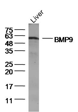 Lane 1: Mouse Liver lysates; probed with BMP9 Polyclonal Antibody, Unconjugated (bs-6909R) at 1:300 overnight at 4˚C. Followed by a conjugated secondary antibody at 1:5000 for 90 min at 37˚C.