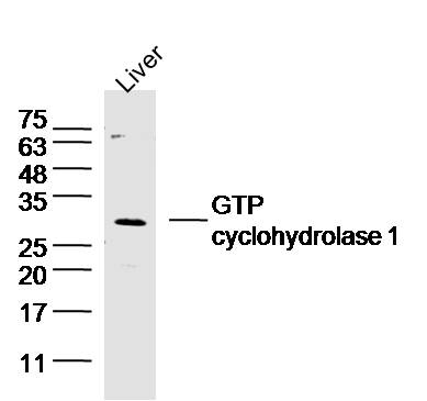 Mouse liver lysates probed with GTP cyclohydrolase 1 Polyclonal Antibody, unconjugated (bs-0136R) at 1:300 overnight at 4°C followed by a conjugated secondary antibody at 1:10000 for 60 minutes at 37°C.