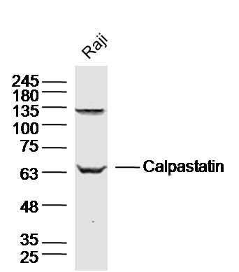 Human Raji cells probed with calpastatin Polyclonal Antibody, unconjugated (bs-6701R) at 1:300 overnight at 4°C followed by a conjugated secondary antibody at 1:10000 for 90 minutes at 37°C.