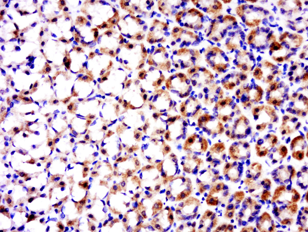 Paraformaldehyde-fixed, paraffin embedded rat stomach; Antigen retrieval by boiling in sodium citrate buffer (pH6.0) for 15min; Block endogenous peroxidase by 3% hydrogen peroxide for 20 minutes; Blocking buffer (normal goat serum) at 37°C for 30min; Antibody incubation with TRAF1 Polyclonal Antibody, Unconjugated (bs-1212R) at 1:400 overnight at 4°C, followed by a conjugated secondary for 20 minutes and DAB staining