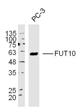 PC3 lysates probed with FUT10 Polyclonal Antibody Polyclonal Antibody, Unconjugated bs-16197R at 1:300 overnight at 4˚C. Followed by a conjugated secondary antibody (bs-0295G-HRP) at 1:5000 for 90 min at 37˚C.