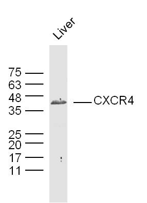 Mouse liver lysates probed with CXCR4 Polyclonal Antibody, Unconjugated bs-20318R at 1:300 overnight at 4˚C. Followed by a conjugated secondary antibody (bs-0295G-HRP) at 1:5000 for 90 min at 37˚C.