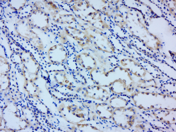 Paraformaldehyde-fixed, paraffin embedded (human kidney); Antigen retrieval by boiling in sodium citrate buffer (pH6.0) for 15min; Block endogenous peroxidase by 3% hydrogen peroxide for 20 minutes; Blocking buffer (normal goat serum) at 37°C for 30min; Antibody incubation with (Angiopoietin-1) Polyclonal Antibody, Unconjugated (bs-0800R) at 1:200 overnight at 4°C, followed by a conjugated secondary (sp-0023) for 20 minutes and DAB staining.