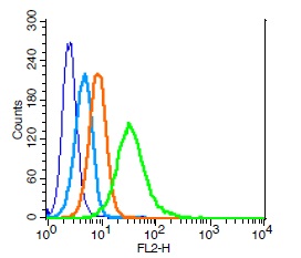 Human U937 cells probed with IL-2R gamma Polyclonal Antibody, Unconjugated (bs-2545R) (green) at 1:100 for 30 minutes followed by a PE conjugated secondary antibody compared to unstained cells (blue), secondary only (light blue), and isotype control (orange).
