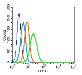 Human U937 cells probed with IL-3R alpha Polyclonal Antibody, Unconjugated (bs-2600R) (green) at 1:100 for 30 minutes followed by a PE conjugated secondary antibody compared to unstained cells (blue), secondary only (light blue), and isotype control (orange).