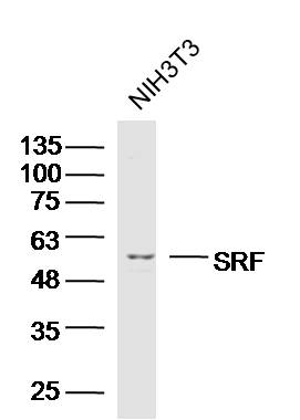 Mouse NIH/3T3 cells probed with SRF Polyclonal Antibody, unconjugated (bs-1401R) at 1:300 overnight at 4°C followed by a conjugated secondary antibody at 1:10000 for 90 minutes at 37°C.