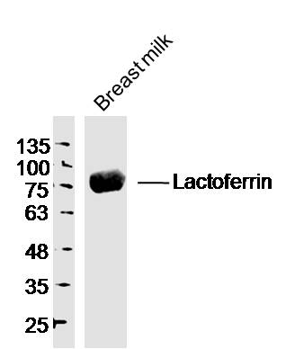 Human breast milk probed with Lactoferrin Polyclonal Antibody, unconjugated (bs-5810R) at 1:300 overnight at 4°C followed by a conjugated secondary antibody at 1:10000 for 90 minutes at 37°C.\n