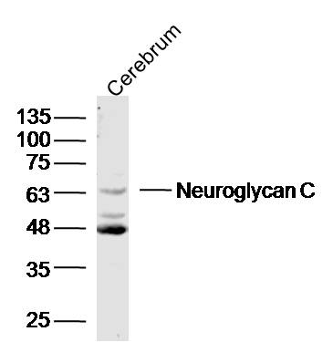 Mouse cerebrum lysates probed with Neuroglycan C Polyclonal Antibody, unconjugated (bs-11323R) at 1:300 overnight at 4°C followed by a conjugated secondary antibody at 1:10000 for 90 minutes at 37°C.\n