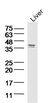 Mouse liver lysates probed with SIRT4 Polyclonal Antibody, unconjugated (bs-7537R) at 1:300 overnight at 4°C followed by a conjugated secondary antibody at 1:10000 for 90 minutes at 37°C.