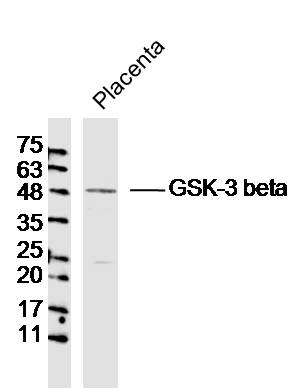 Mouse Placenta lysates probed with GSK3B Polyclonal Antibody, Unconjugated bs-0023R at 1:300 overnight at 4°C. Followed by a conjugated secondary antibody (bs-0295G-HRP)  at 1:5000 for 90 min at 37°C.