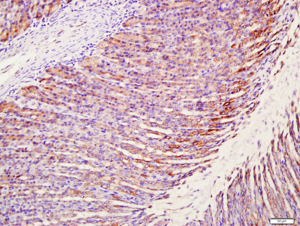 Paraformaldehyde-fixed, paraffin embedded rat stomach tissue; Antigen retrieval by boiling in sodium citrate buffer(pH6) for 15min; Block endogenous peroxidase by 3% hydrogen peroxide for 30 minutes; Blocking buffer (normal goat serum) at 37°C for 20min; Antibody incubation with Rabbit Anti-MUC5AC Polyclonal Antibody, Unconjugated (bs-7166R) at 1:400 overnight at 4°C, followed by a conjugated secondary and DAB staining