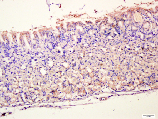 Paraformaldehyde-fixed, paraffin embedded mouse stomach tissue; Antigen retrieval by boiling in sodium citrate buffer(pH6) for 15min; Block endogenous peroxidase by 3% hydrogen peroxide for 30 minutes; Blocking buffer (normal goat serum) at 37°C for 20min; Antibody incubation with Rabbit Anti-MUC5AC Polyclonal Antibody, Unconjugated (bs-7166R) at 1:400 overnight at 4°C, followed by a conjugated secondary and DAB staining
