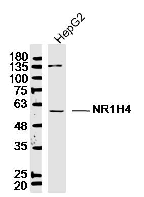 Lane 1: HepG2 lysates probed with Bile Acid Receptor NR1H4 Antibody (bs-12867R) at 1:300 overnight at 4˚C. Followed by a conjugated secondary antibody at 1:10000 for 90 min at 37˚C._x000D_