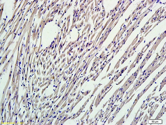 Formalin-fixed and paraffin embedded mouse myocardium labeled with (bs-1074R) Rabbit Anti-Nrf2 Polyclonal Antibody, Unconjugated 1:300 followed by conjugation to the secondary antibody and DAB staining
