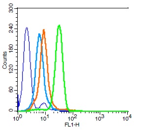 Human HL-60 cells probed with Integrin beta 3 Polyclonal Antibody, Unconjugated (bs-0342R) (green) at 1:100 for 30 minutes followed by a FITC conjugated secondary antibody compared to unstained cells (blue), secondary only (light blue), and isotype control (orange).